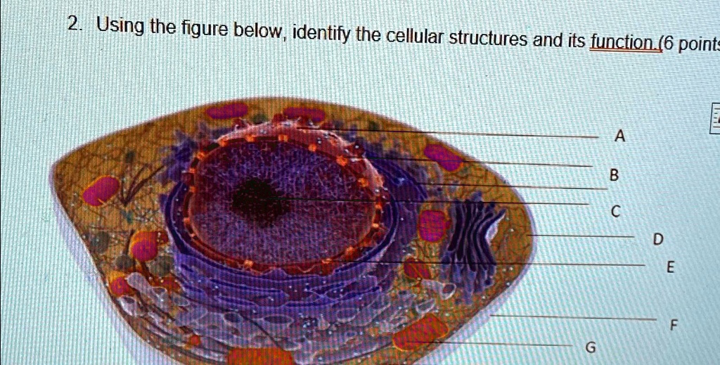 SOLVED: Using the figure below, identify the cellular structures and ...