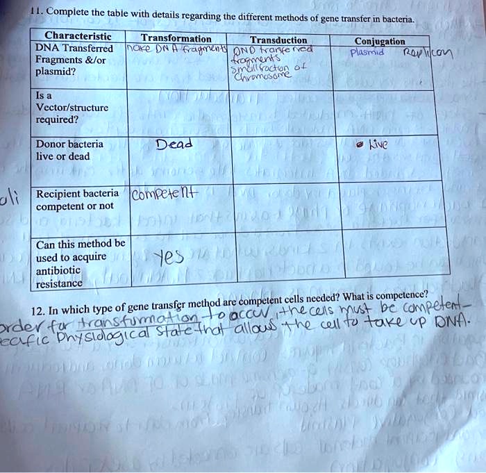 11. Complete the table with details regarding the different methods of gene transfer in bacteria.
Characteristic
Transformation
Transduction
Conjugation
DNA Transferred
nake DNA fragmenty
OND transferred
Plasmid
Replicon
Fragments    /or
fragments

plasmid?
small fraction of
Chromosome
Is a
Vector/structure
required?
Donor bacteria
Dead
Live
live or dead
Recipient bacteria
competent
competent or not
Can this method be
yes
used to acquire
antibiotic
resistance
12. In which type of gene transfer method are competent cells needed? What is competence?
Order for transformation to accur, the cells must be competent-
Reafic Physiological State that allows the cell to take up DNA.