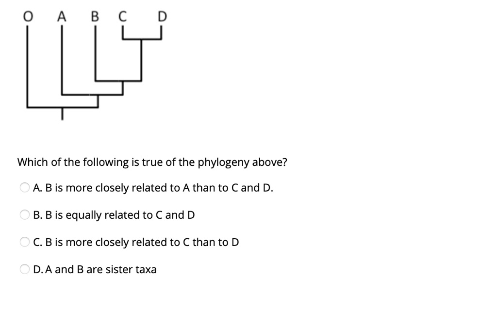 O A B C D

Which of the following is true of the phylogeny above?

A. B is more closely related to A than to C and D.
B. B is equally related to C and D
C. B is more closely related to C than to D
D. A and B are sister taxa