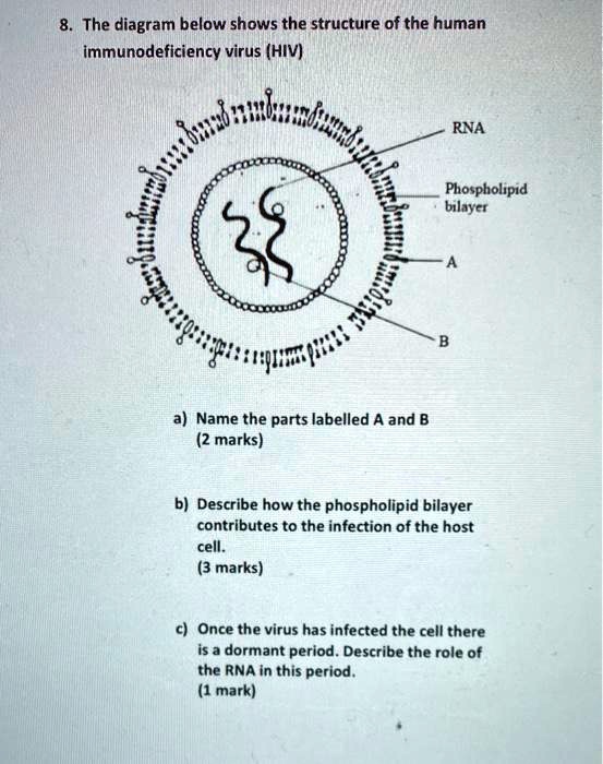 the diagram below shows the structure of the human immunodeficiency ...