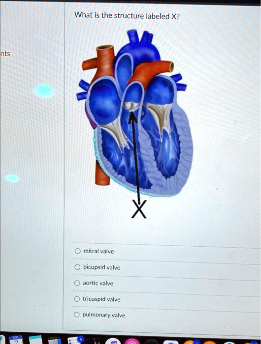 SOLVED What is the structure labeled X? mitral valve bicuspid valve