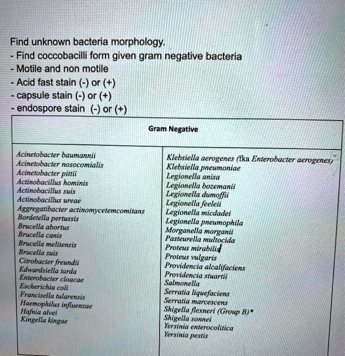 Enterobacter Aerogenes Morphology