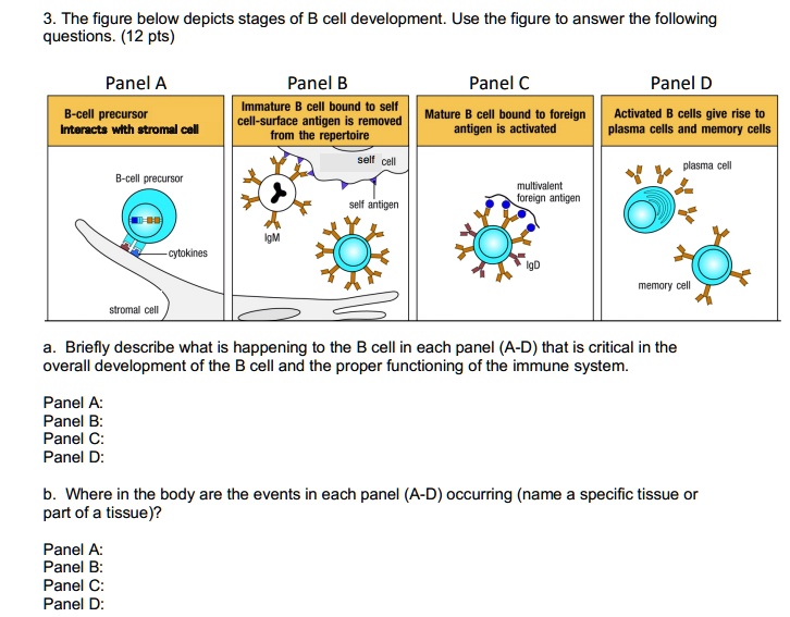 SOLVED: The Figure Below Depicts Stages Of B Cell Development: Use The ...