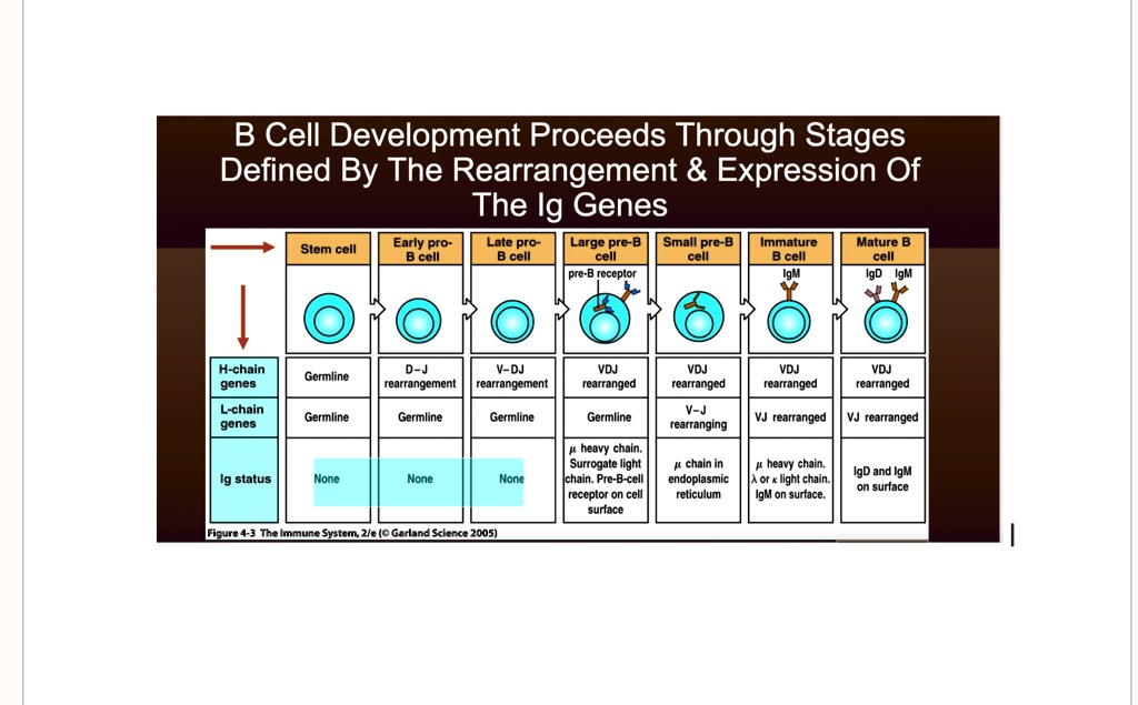 SOLVED: Review Figure 6.4 (slide 10).a. Know The Order Of The Stages Of ...