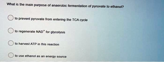 What is the main purpose of anaerobic fermentation of pyruvate to ethanol?
to prevent pyruvate from entering the TCA cycle
to regenerate NAD+ for glycolysis
to harvest ATP in this reaction
to use ethanol as an energy source