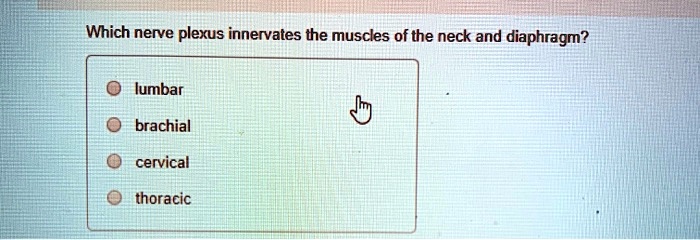 SOLVED: Which Nerve Plexus Innervates The Muscles Of The Neck And ...