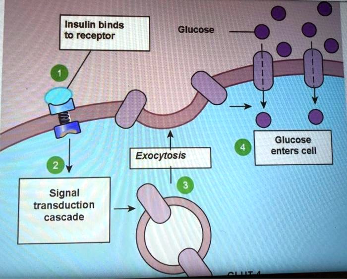 Insulin binds to receptor glucose glucose enters cell...