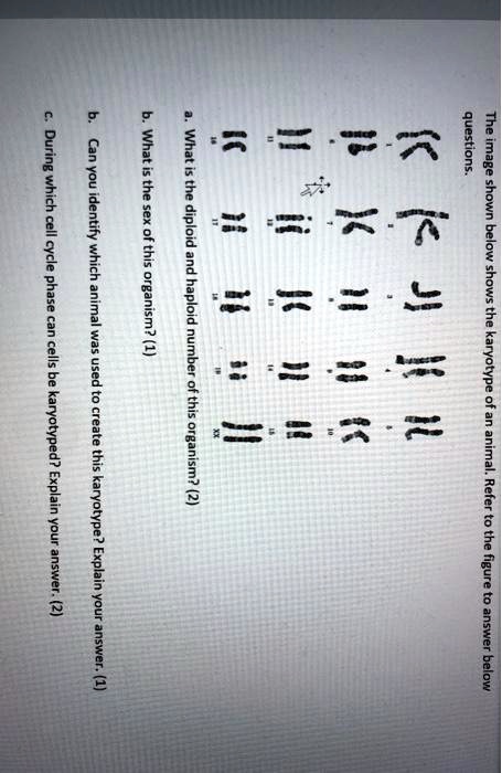 SOLVED:questione The shown below shows the karyotype Il ofan animals ...