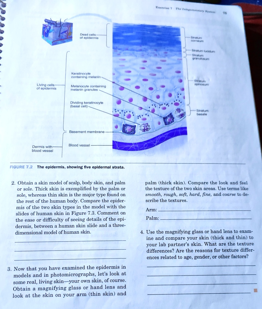Living cells-
of epidermis
Dead cells
of epidermis
Exercise 7 The Integumentary Systems
Stratum
corneum
Stratum lucidum
Stratum
granulosum
Keratinocyte
containing melanin
Melanocyte containing
melanin granules
Stratum
spinosum
Dividing keratinocyte
(basal cell)
Basement membrane
Dermis with-
blood vessel
Blood vessel
Stratum
basale
76
FIGURE 7.2 The epidermis, showing five epidermal strata.
2. Obtain a skin model of scalp, body skin, and palm
or sole. Thick skin is exemplified by the palm or
sole, whereas thin skin is the major type found on
the rest of the human body. Compare the epider-
mis of the two skin types in the model with the
slides of human skin in Figure 7.3. Comment on
the ease or difficulty of seeing details of the epi-
dermis, between a human skin slide and a three-
dimensional model of human skin.
3. Now that you have examined the epidermis in
models and in photomicrographs, let's look at
some real, living skin—your own skin, of course.
Obtain a magnifying glass or hand lens and
look at the skin on your arm (thin skin) and
palm (thick skin). Compare the look and feel
the texture of the two skin areas. Use terms like
smooth, rough, soft, hard, fine, and coarse to de-
scribe the textures.
Arm:
Palm:
4. Use the magnifying glass or hand lens to exam-
ine and compare your skin (thick and thin) to
your lab partner's skin. What are the texture
differences? Are the reasons for texture differ-
ences related to age, gender, or other factors?