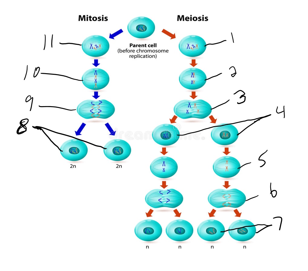 SOLVED: Mitosis Meiosis Parent cell (before chromosome replication) 2n ...