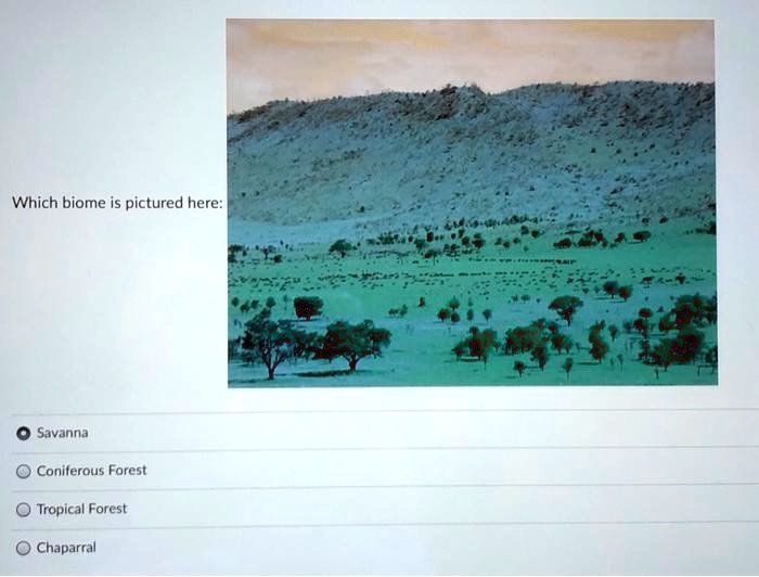 Which biome is pictured here:
Savanna
Coniferous Forest
Tropical Forest
Chaparral