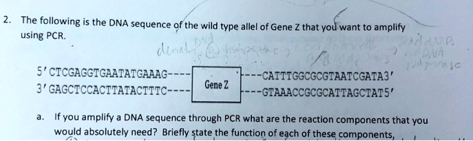 SOLVED: The following is the DNA sequence of the wild type allele of ...