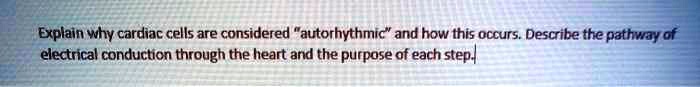 Explain why cardiac cells are considered "autorhythmic" and how this occurs. Describe the pathway of electrical conduction through the heart and the purpose of each step.