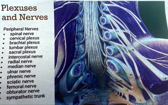 SOLVED: Plexuses and Nerves Peripheral Nerves: spinal nerve, cervical ...