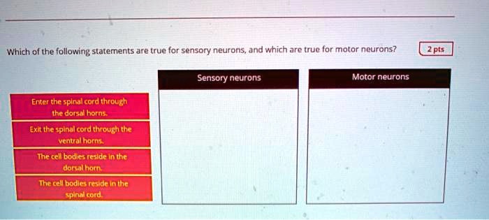 Which Of The Following Statement Is True Of Motor Neurons