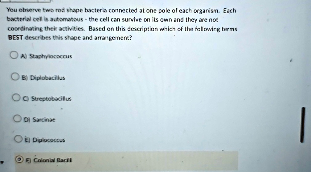 you observe two rod shape bacteria connected at one pole of each organism each bacterial cell is automatous the cell can survive on its own and they are not coordinating their activities bas 05685