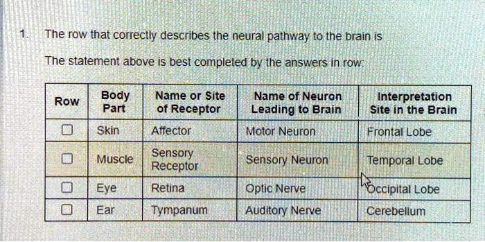 1. The row that correctly describes the neural pathway to the brain is
The statement above is best completed by the answers in row:
Row
Body Part
Name or Site of Receptor
Name of Neuron Leading to Brain
Interpretation Site in the Brain
Skin
Affector
Motor Neuron
Frontal Lobe
Muscle
Sensory Receptor
Sensory Neuron
Temporal Lobe
Eye
Retina
Optic Nerve
Occipital Lobe
Ear
Tympanum
Auditory Nerve
Cerebellum