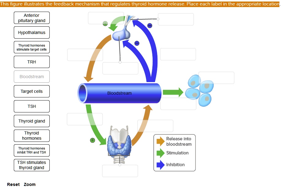 thyroid-hormone-regulation-next-level-biohacking