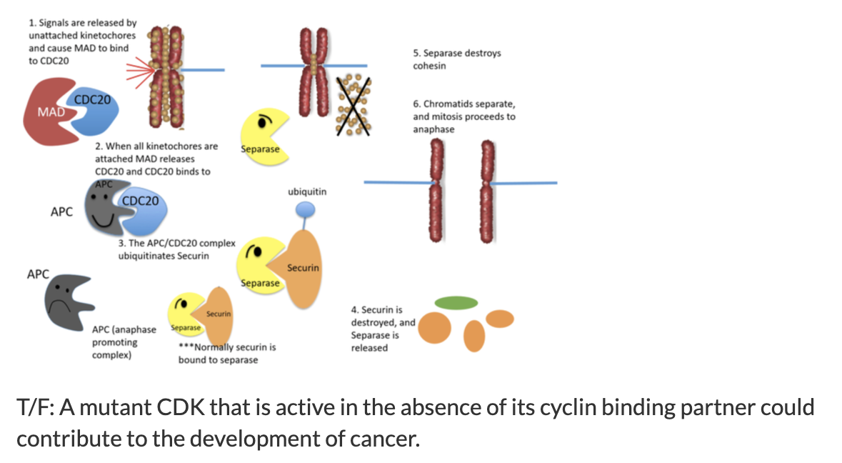 1. Signals are released by unattached kinetochores and cause MAD to bind to CDC20
2. When all kinetochores are attached MAD releases CDC20 and CDC20 binds to APC
3. The APC/CDC20 complex ubiquitinates Securin
4. Securin is destroyed, and Separase is released
5. Separase destroys cohesin
6. Chromatids separate, and mitosis proceeds to anaphase
MAD CDC20
APC CDC20
Separase ubiquitin Securin
APC (anaphase promoting complex)
***Normally securin is bound to separase
T/F: A mutant CDK that is active in the absence of its cyclin binding partner could contribute to the development of cancer.