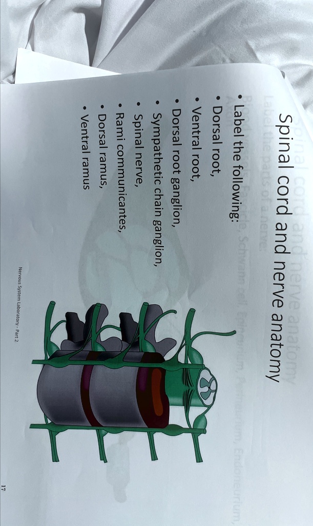 Spinal cord and nerve anatomy Label the following: Dorsal root, Ventral ...