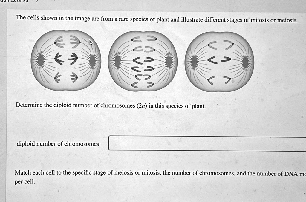 SOLVED: The cells shown in the image are from a rare species of plant ...