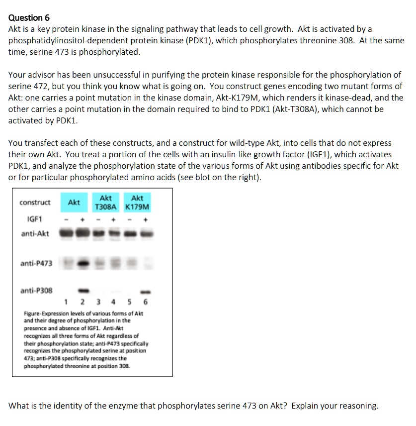 SOLVED: Question 6: Akt is a key protein kinase in the signaling ...