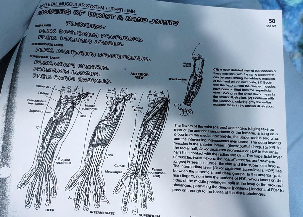 SOLVED: FLEXORS* 58 See59 DEEP LAYER FLEXOR DIGITORUM PROFUNDUS. FLEXOR ...