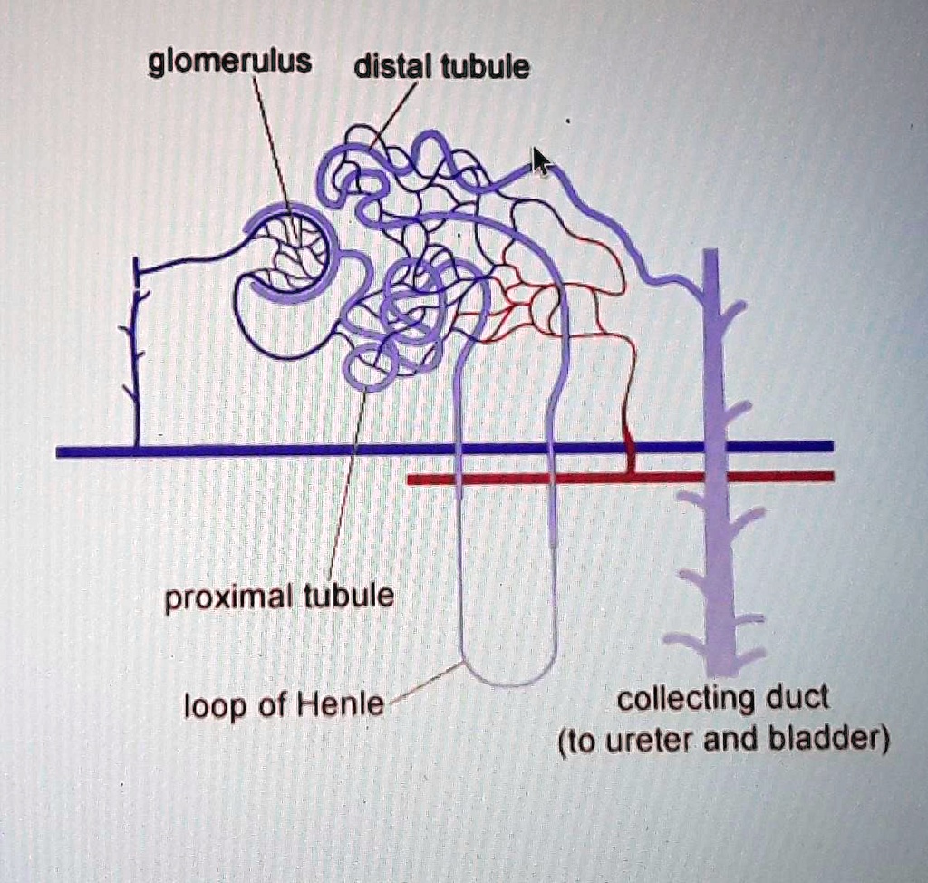 SOLVED 'Please help!!!! Select the correct location on the image. In