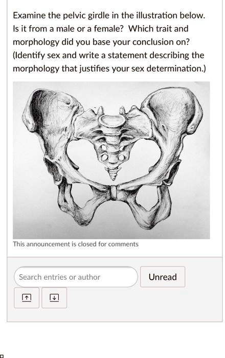 Solved Examine The Pelvic Girdle In The Illustration Below Is It From A Male Or A Female Which