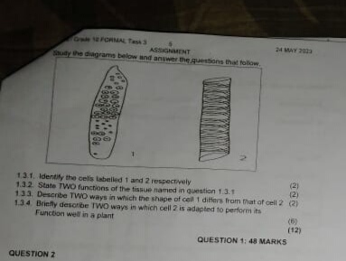 Study the diagrams below and answer the questions that follow.
1
2
1.3.1. Identify the cells labelled 1 and 2 respectively (2)
1.3.2. State TWO functions of the tissue named in question 1.3.1 (2)
1.3.3. Describe TWO ways in which the shape of cell 1 differs from that of cell 2 (2)
1.3.4. Briefly describe TWO ways in which cell 2 is adapted to perform its function well in a plant (6)
(12)
QUESTION 1: 48 MARKS
QUESTION 2