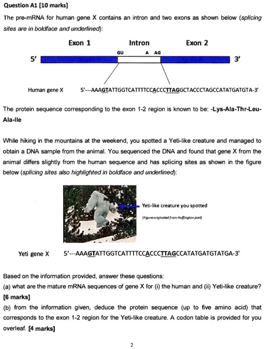 question al 10 marks the pre mrna for human gene contains an iniron and ...