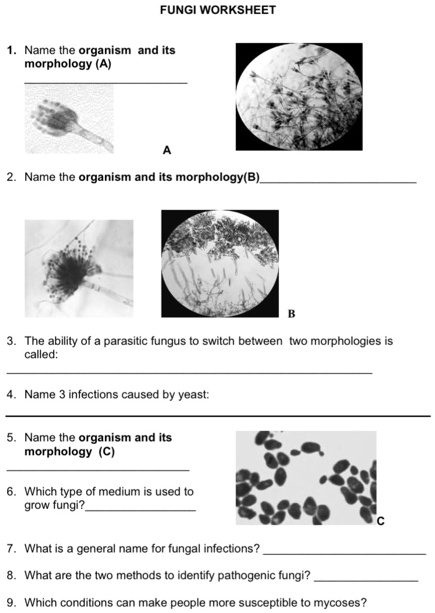 SOLVED:FUNGI WORKSHEET Name the organism and its morphology (A) Name ...