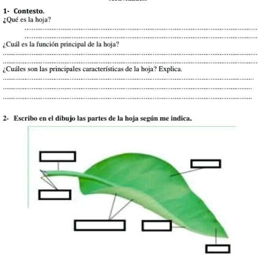 Solved Contexto Qu Es La Hoja Contesto Qu Es La Hoja Cual Cs La