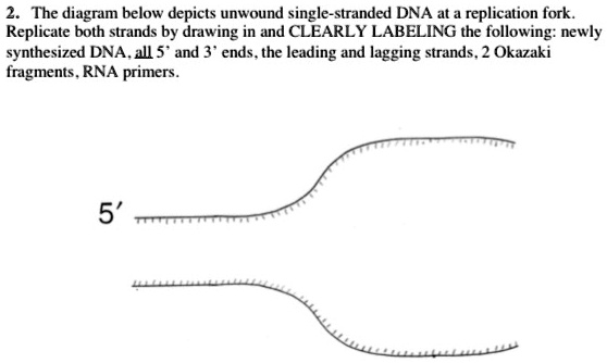 the diagram below depicts unwound single stranded dna at replication 