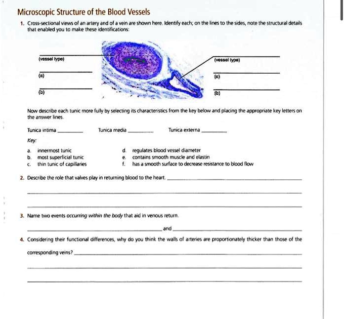 SOLVED: Microscopic Structure of the Blood Vessels 1. Cross-sectional ...