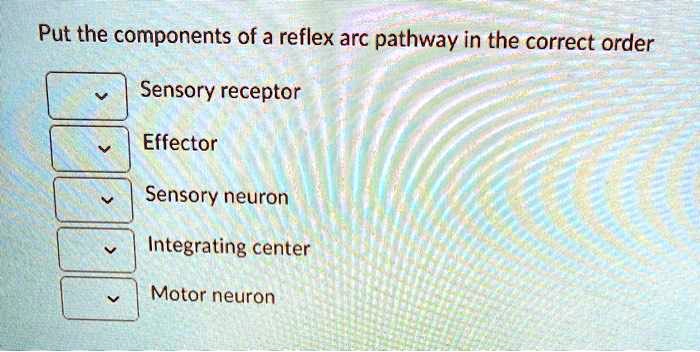 SOLVED: Put the components of a reflex arc pathway in the correct order ...