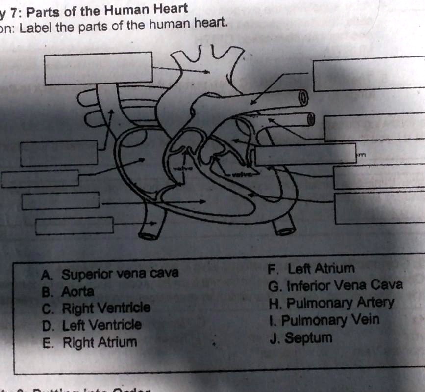 SOLVED: Activity 7: Parts of the Human Heart Direction: Label the parts ...