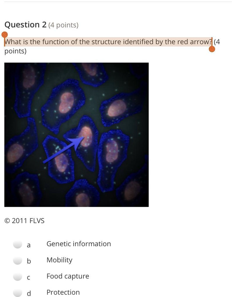 SOLVED What is the function of the structure identified by the red