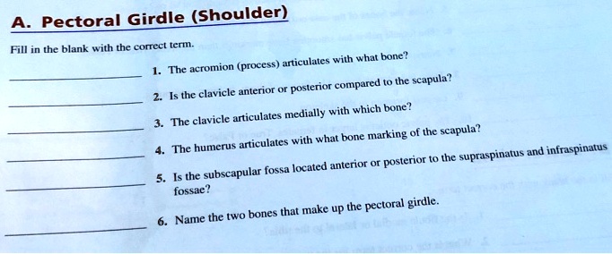 A. Pectoral Girdle (Shoulder)
Fill in the blank with the correct term.
1. The acromion (process) articulates with what bone?
2. Is the clavicle anterior or posterior compared to the scapula?
3. The clavicle articulates medially with which bone?
4. The humerus articulates with what bone marking of the scapula?
5. Is the subscapular fossa located anterior or posterior to the supraspinatus and infraspinatus
fossae?
6. Name the two bones that make up the pectoral girdle.