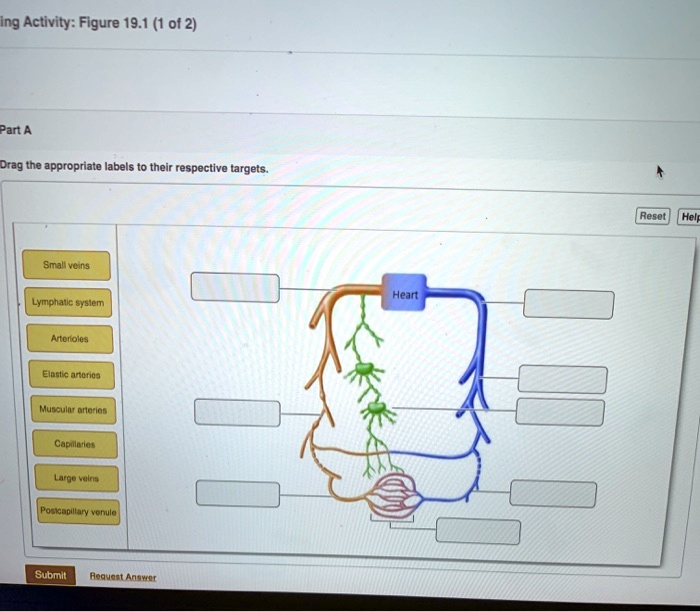 SOLVED Text Drag the appropriate labels to their respective targets