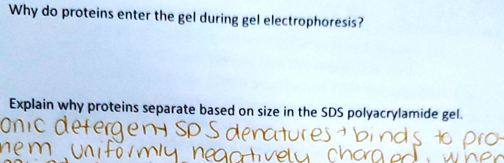 Why do proteins enter the gel during gel electrophoresis?
Explain why proteins separate based on size in the SDS polyacrylamide gel.
ionic detergent SDS denatures + binds to pro-
them uniformly negatively charged, when
