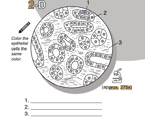 Epithelial Tissue Coloring Worksheet