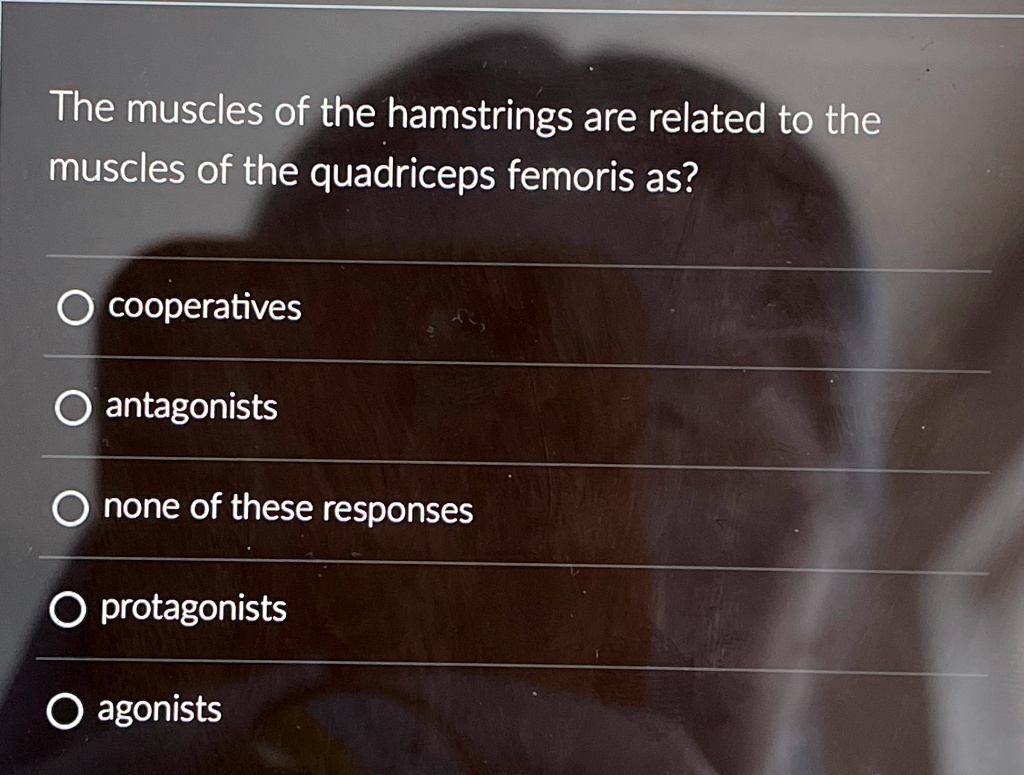 the muscles of the hamstrings are related to the muscles of the ...