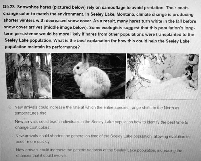 SOLVED 05.28. Snowshoe hares (pictured below) rely on camouflage to