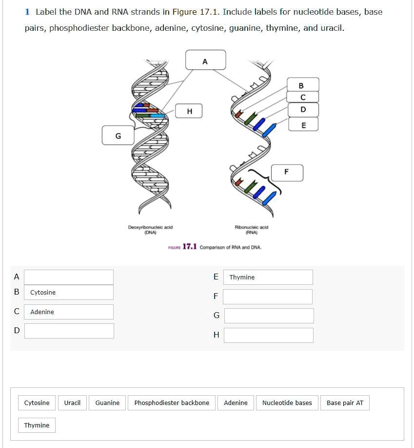 SOLVED Label the DNA and RNA strands in Figure 17.1. Include labels