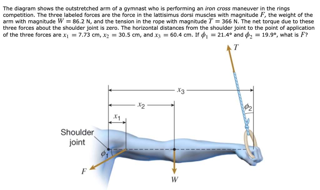 SOLVED The diagram shows the outstretched arm of a gymnast who is performing an iron cross