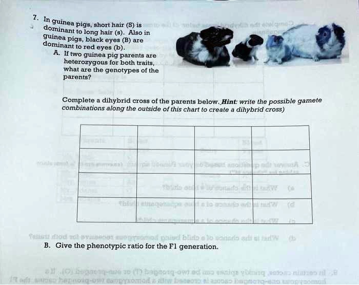 SOLVED: Dominant To Red Eyes (b. A.If Two Guinea Pig Parents Are ...