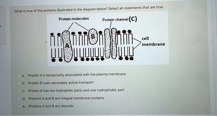 Choose All The Statements That Are True Of Proteins. SOLVED: Diagram below? Select all statements that are true. What are