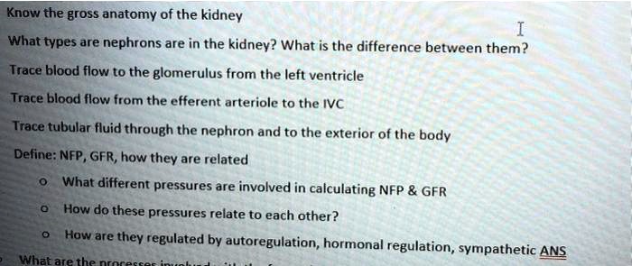 SOLVED: Know the gross anatomy of the kidney What types are nephrons ...