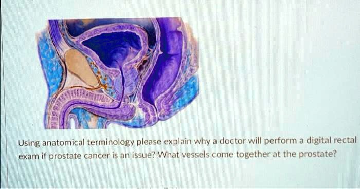 Using anatomical terminology please explain why a doctor will perform a digital rectal exam if prostate cancer is an issue? What vessels come together at the prostate?